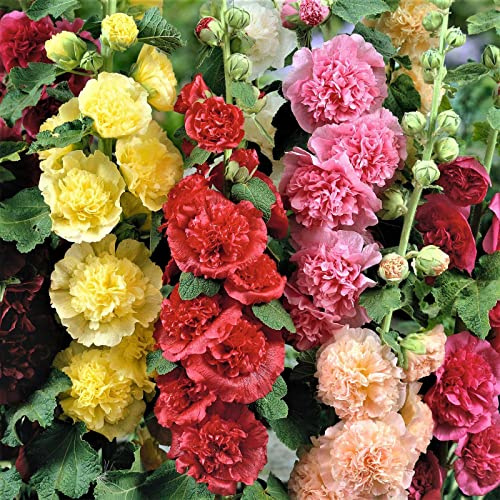 Eden Brothers Hollyhock Seeds - Chaters Double