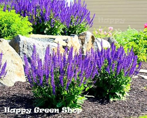 Sage 100 seeds + Plant tag + Freebie - Salvia officianalis