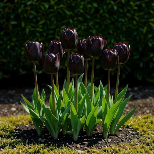 Blomsterlökar - Tulpan 'Triumph Black' - Mörklila - 12 stycken - Lökstorlek 11/12-20-50cm - Ø5cm - Trädgårdsväxt - Flerdeal