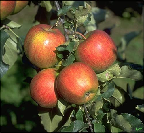 Balkonobst Apfel Jonagold - Terrassenobst Apfelbaum, Lieferhöhe 80-120 cm | Endhöhe bis max 300 cm | Süß und Knackig | Perfekt für Saft und Apfelwein | Befruchter Cox Orange, Ingrid Marie, Klarapfel