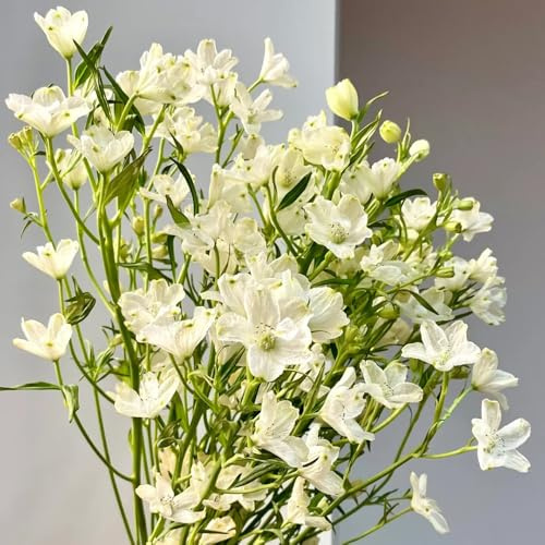 Semillas de Delphinium, jardín semillas de semillas de del delfinio, Las perennes son perennes resistentes regalos 80pcs