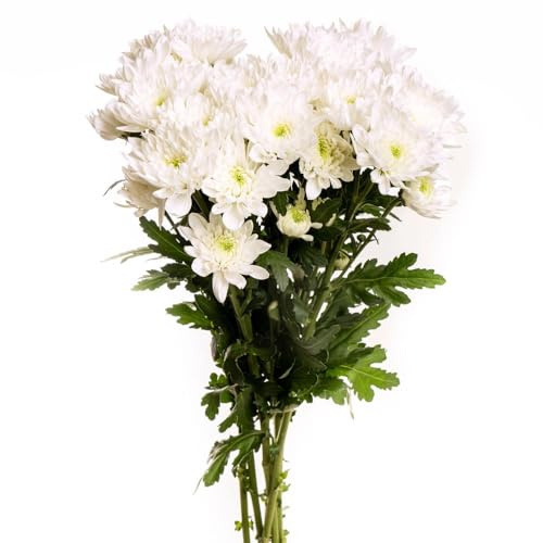 Ramo de Margaritas Blancas Frescas con 100 Flores de Crisantemo Naturales en Diseño Moderno y Elegante Ramo Premium