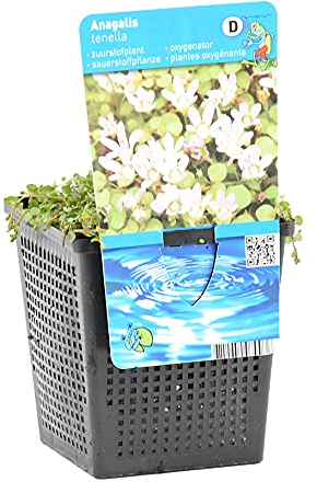 Bloomique - Anagallis Tenella - Mouron délicat - Plantes de bassin - Résistante au gel - 10-20 cm de haut - Pot 11 cm