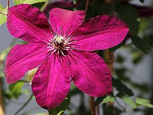 Clematis Westerplatte - Live Plant in a 4 Inch Growers Pot - Clematis 'Westerplatte ' - Starter Plants Ready for The Garden - Beautiful Velvety Red Flowering Vine