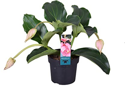 Plant in a Box - Medinilla Magnifica - Rosenmedinilla - Blühende Zimmerpflanze - Topf 17cm - Höhe 40-50cm