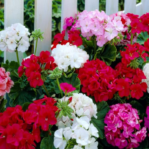 FLORIUM Geranien Stauden Super Kollektion (10 Pflanzen/Wurzeln) Winterharte mischung von 5 Sorten, große Mehrjährig Hybriden aus Holland, für Garten, Blumenbeete (kein Samen, nicht künstlich zwiebeln)