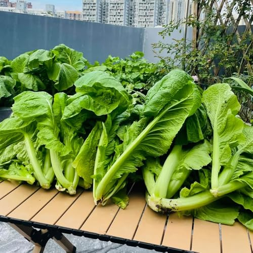 Semillas de mostaza, semillas de mostaza organicas, de invierno semillas de viejas 200pcs