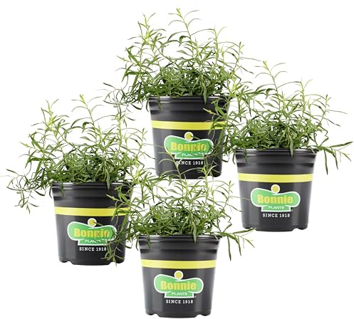 Bonnie Plants French Tarragon, Live Plant, Aromatic Herb Grows in Raised Beds, Containers, and In-Ground Gardens, Fast-Growing, Fragrant Herb Great for Eggs, Poultry, Fish, and Salads, 19.3oz. 4-Pack