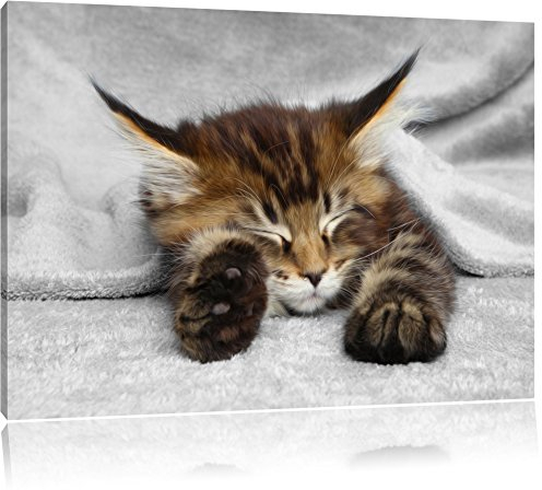 Pixxprint schlafende Katze mit großen Ohren B&W, Größe: 100x70cm, Leinwandbild, fertig gespannt, Wandbild, Dekoration, Kunstdruck, kein Poster