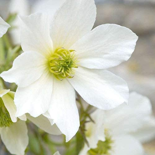 3 x Clematis Early Sensation - Städsegrön, perenn och vinterhärdig - klätterväxt | Köp 3 / Betala för 2 - Vit | 3 x 1,5 liters krukor