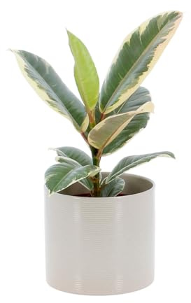 KENTIS - Ficus Elastica Tineke - Piante Vere da Interni Purifica Aria - Pianta da Appartamento Ornamentale - H 25-35 cm Vaso Ø 12 cm