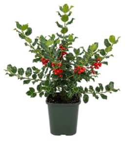 Acebo Natural DECOALIVE Planta Viva con Bayas Rojas También Conocido como Falso Muérdago Navideño