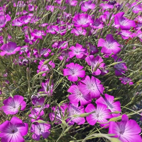 Semillas de aciano - Serie Raras - primavera semillas de perennes resistentes jardín 300pcs