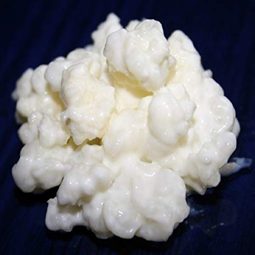 40 g Grains de Kéfir de Lait + Instructions + Recettes + Aide et conseils - KEFIRALIA®