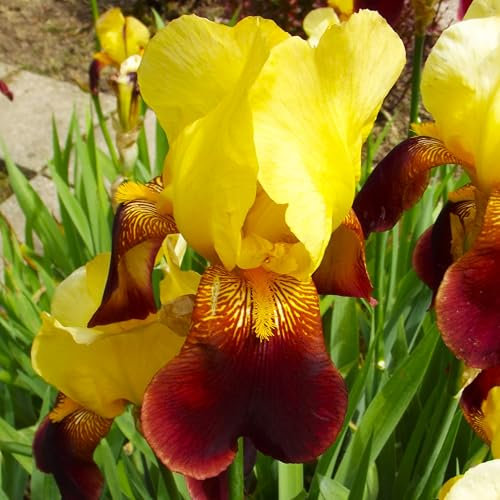 Iriszwiebeln : Iris germanica Bartiris  Ola Kala  1 Rhizome