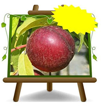 EURO PLANTS VIVAI Pesco Pesche Nettarine a Polpa Gialla Armking - Pianta da Frutto Antico su Vaso ø 24/26 cm - Altezza 170~200 cm - Età 4 Anni