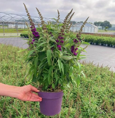 POWERS TO FLOWERS - BUDDLEJA A FIORE BLU, VASO 20 CM, ALBERO DELLE FARFALLE, pianta vera