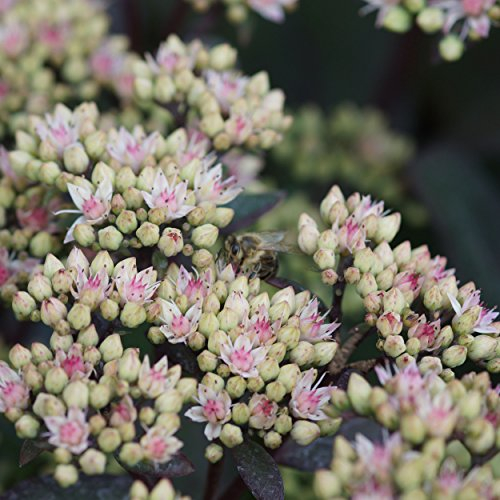 Blumixx Stauden Sedum Maximum-Hybr. 'Matrona' - gallina de grasa, en maceta de 0,5 litros, floración rosa