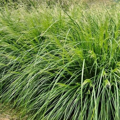 6x Smele - Deschampsia cespitosa 'Palava' - Olla de 9x9 cm - Hierba ornamental de floración rica