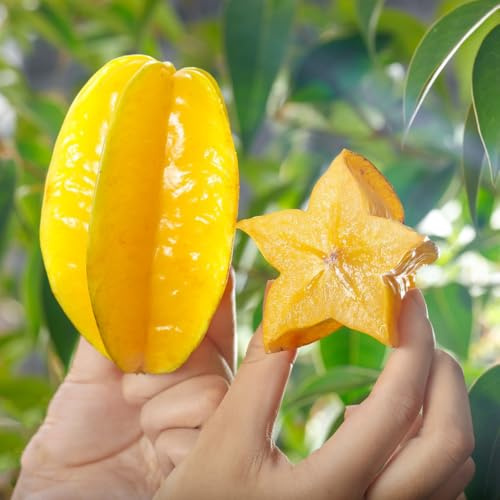 150 Piezas Semillas De Plantas De Carambola - Semillas De Frutas Exóticas Averrhoa Carambola, Semillas De Frutas, Semillas De Frutas Plantas De Balcón Resistentes Semillas De Árboles