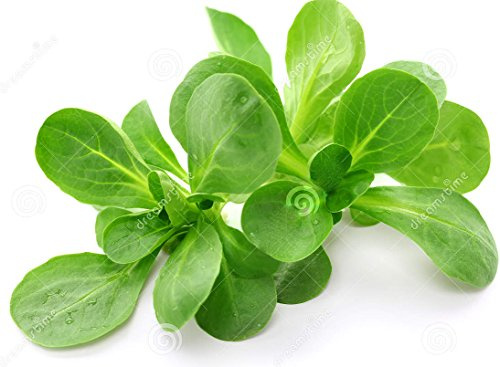 Mache Lettuce - 300 Seeds of Large Leaf Variety and Best for Overwintering in The Cold Northeast - Corn Salad.