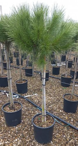 Pino da pinoli domestico Pinus pinea pianta in vaso ø26 cm h. 160/200 cm Vivaio di Castelletto