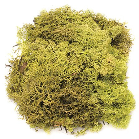 Glorex 6 3803 605 – Islandmossa, 50 g, ljusgrön, för pyssel, dekoration, för modell och krubbkonstruktion