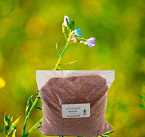 Ölrettich Gründüngung Samen 500 g Frische Saat