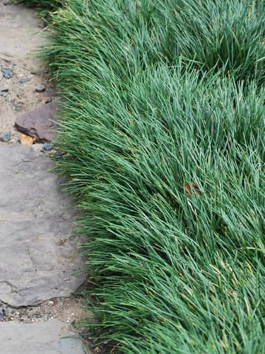 Perennial Farm Marketplace (Common Mondo) Ornamental Grass, Size-#1 Container Ophiopogon japonicus, Dark Green Foliage with Lilac to White Flowers