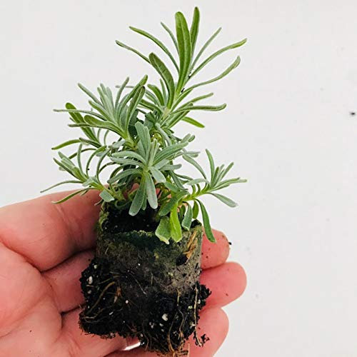 Pack x6 English Lavender Augustifolia 'Hidcote' Perennial Garden Plug Plants