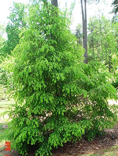 30 graines - chinois pruche, Tsuga chinensis, Graines d'arbres (Hardy Evergreen)