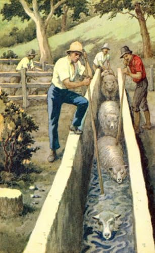 Plunge dipping sheep in New Zealand. Sheep dipping is the immersion of the animals in water containing insecticides and fungicide. From a contemporary print c.1935. Poster Print by Ken Welsh (11 x 18)