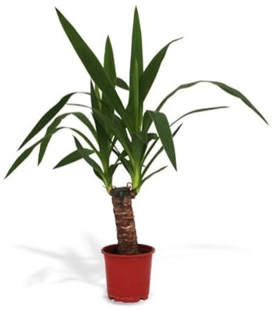 Planta Yucca natural en maceta de Ø12cm (altura total aproximada 40cm )