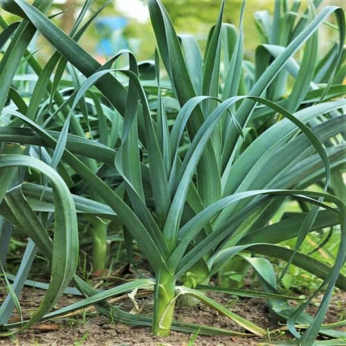 TomorrowSeeds - American Flag Leek Seeds - 2000+ Count - for 2026 Planting Allium ampeloprasum Ramps Leeks Scallion Bunching Onion Heirloom Vegetable Grow Your Own Home Farm Patio Healthy Sustainable
