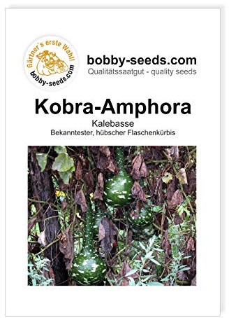 Kürbissamen Kobra - Amphora Portion