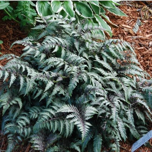 Athyrium niponicum Metallicum - Japanese Painted Fern - Plant in 2 L Pot