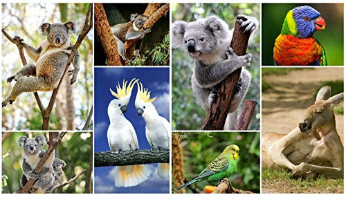 Juego de tarjetas postales Australien (4 tarjetas postales de cacatúa, koala y canguro)