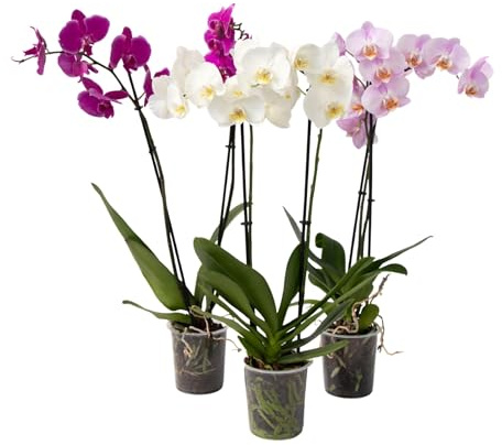 Plant in a Box - Orquídea mariposa - Juego de 3 - Phalaenopsis - Altura 50-60cm - Maceta 12cm - Planta de interior con flor - Apta para gatos