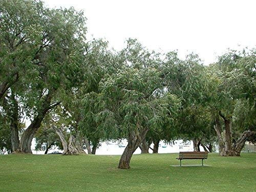 50 Semi di menta piperita Salice TRN300 (Agonis Flexuoa)