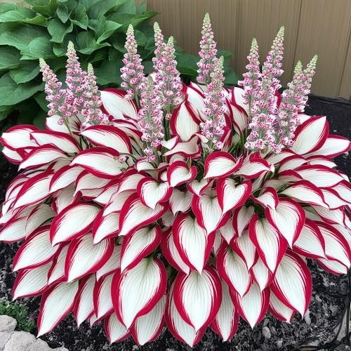 Graines de plantes Hosta 100 pièces rouges