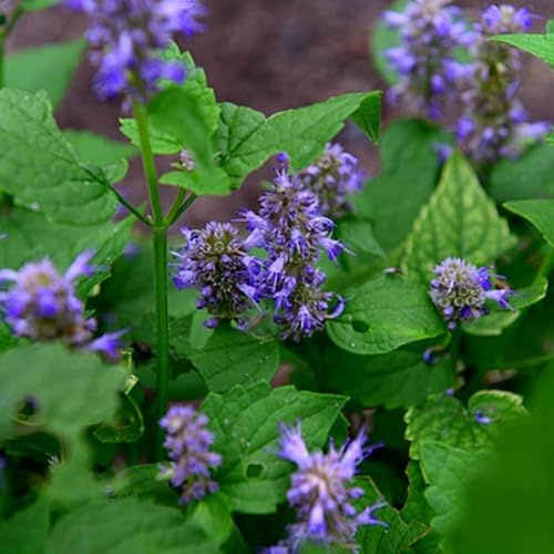semillas de ortiga perfumada, resistentes para el jardín Agastache foeniculum, variedades antiguas balcón 300pcs