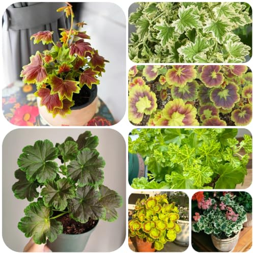 semillas de geranios pelargonio rápido crecimiento Decoraciones 30pcs