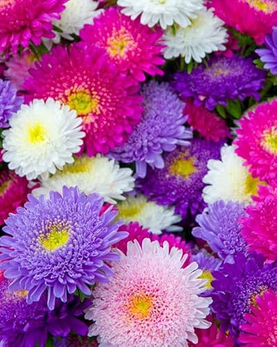 MAELSA® GRAINES EN SACHET POUR POTAGER ET JARDIN - FLEURS - SEMENCES DE FLEURS DIVERS VARIETES AU CHOIX (REINE MARGUERITE)