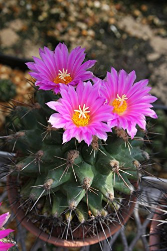 Thelocactus rinconensis de graines de collecteur de cactus exotique freudenbergeri 100 graines