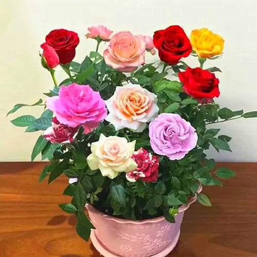 Rosenlökar, klätterväxter, rosor, vinterhårda perenner, utomhus, underbara rosor, doftande blommor, lämplig för kruka, rosväxter vinterhår-5lökar-E