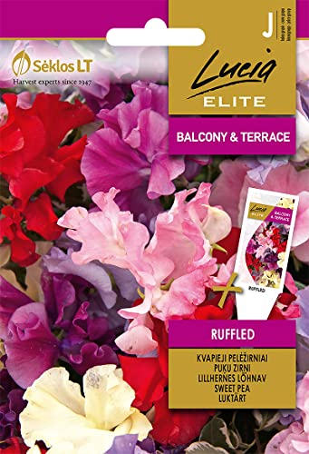 Lucia Elite | EDELWICKEN RUFFLED samen | Blumensamen | Pflanze samen | Einjährige Kletterpflanze, recht anspruchslos | Blühen den ganzen | Gardensamen | 1 Pack