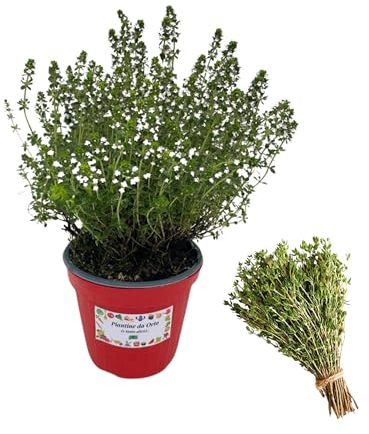 P. Piantine da Orto | Timo, Pianta in Vaso Diametro 14 cm, Pianta Pronta per il Trapianto, Pianta Vera da Esterno, Vivaio Italiano