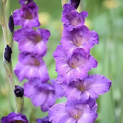 Gladioli di giardino Bulbi di perenni e resistenti all'inverno balcone letti elevati primavera decorazione giardino 4pcs