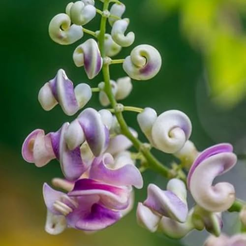 semillas de frijol caracol - de jardín jardín rocas mariposa primavera lugares soleados colgantes balcón decoración 30pcs