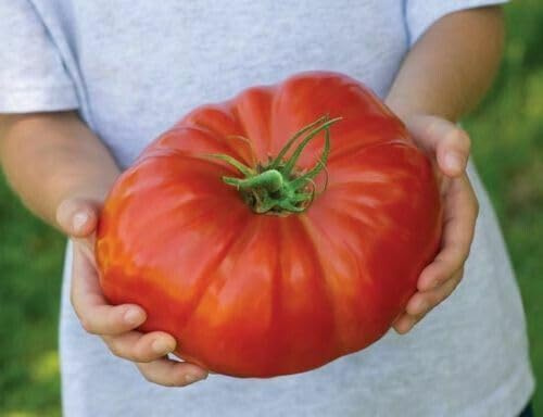 POMODORO GIGANTE - FRUTTI DI PESO OLTRE 3 KG, 25 SEMI  semi freschi